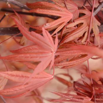 Acer palmatum - Japanese Maple 'Emperor'