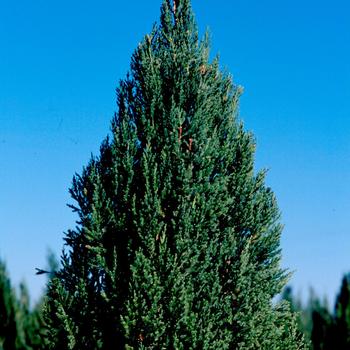 Juniperus chinensis - Blue Point Juniper