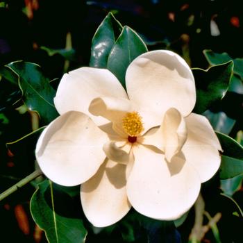 Magnolia grandiflora - Magnolia, Little Gem 