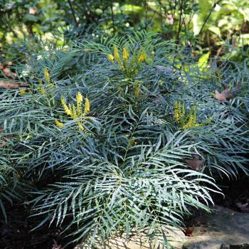 Mahonia eurybracteata - 'Soft Caress' Mahonia