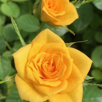Rosa (Shrub Rose) - Sunrosa® 'Yellow Delight'