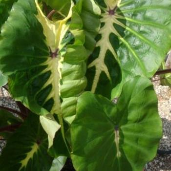 Colocasia esculenta (Taro) - Royal Hawaiian® 'White Lava' Colocasia esculenta (Taro) - Royal Hawaiian® 'White Lava'