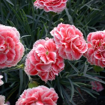 Dianthus (Pinks) - Scent First® 'Coral Reef' Dianthus (Pinks) - Scent First® 'Coral Reef'