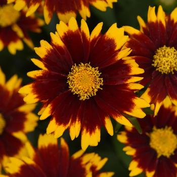 Coreopsis (Tickseed) - UpTick™ Red Coreopsis (Tickseed) - UpTick™ Red