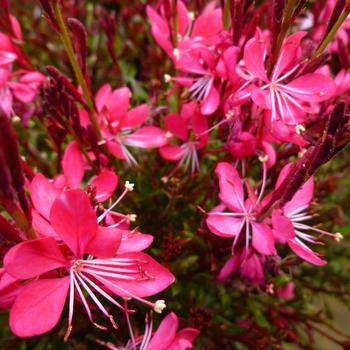 Gaura lindheimeri - 'Whiskers Deep Rose' Wand Flower