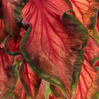 Caladium hortulanum - Heart to Heart®: 'Hot 2 Trot'