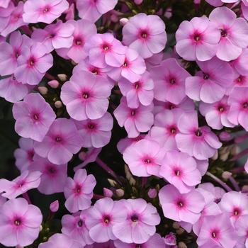 Phlox paniculata (Garden Phlox) - Super Ka-Pow™ Blue Phlox paniculata (Garden Phlox) - Super Ka-Pow™ Blue