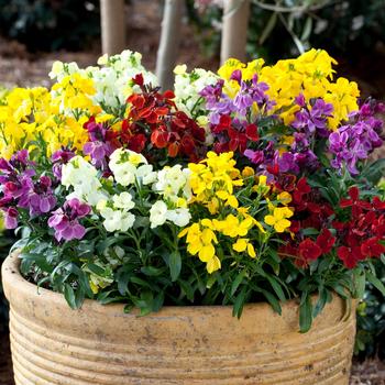 Erysimum cheiri (Wallflower) - Sugar Rush™ Mix