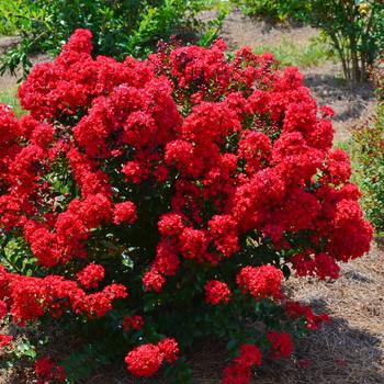 Lagerstroemia - 'Red Magic™' Crapemyrtle