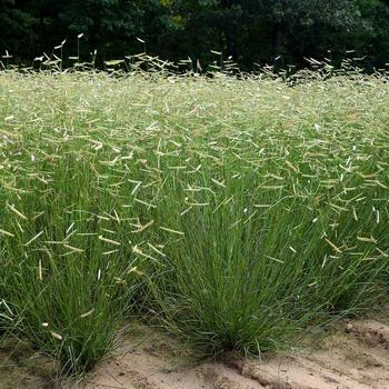 Bouteloua gracilis - 'Blonde Ambition' Blue Grama Grass Bouteloua gracilis - 'Blonde Ambition' Blue Grama Grass