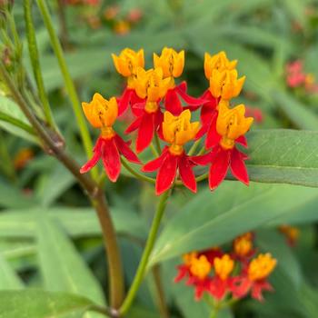 Asclepias curassavica - 'Silky Deep Red' Milkweed Asclepias curassavica - 'Silky Deep Red' Milkweed