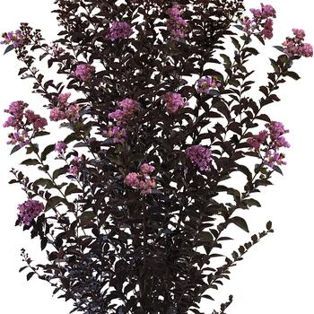 Lagerstroemia (Crapemyrtle) - Thunderstruck 'Lavender Blast' Crape Myrtle