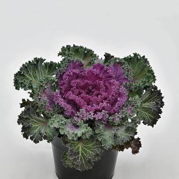 Brassica oleracea - 'Nagoya Red' Kale