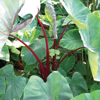 Colocasia esculenta - Red Stem Taro