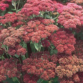 Sedum spectabile - 'Autumn Joy' Stonecrop
