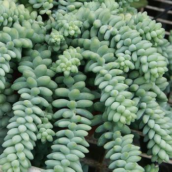 Sedum morganianum (burrito) - Stonecrop