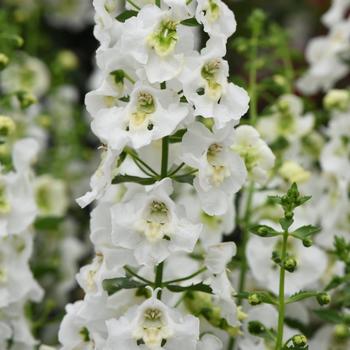 Angelonia angustifolia - Archangel™ White Angelonia angustifolia - Archangel™ White