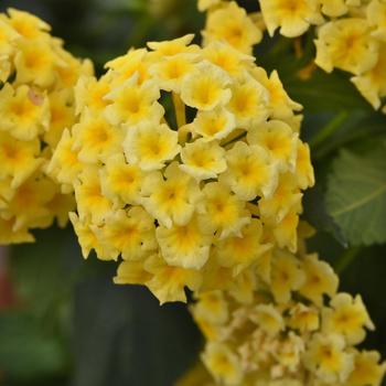 Lantana camara - Shamrock™ Butterscotch Glow