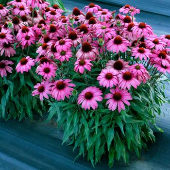 Echinacea (Coneflower) - 'Berry' Echinacea 