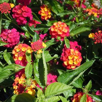 Lantana - Heartland&reg; Neon