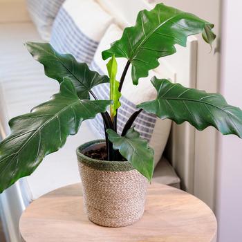 Alocasia lauterbachiana - Purple Sword Elephant Ears