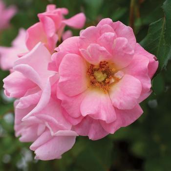 Rosa - Blushing Drift Rose