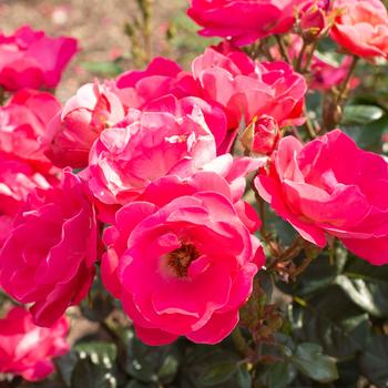 Rosa (Rose) - Brick House® Pink Rosa (Rose) - Brick House® Pink