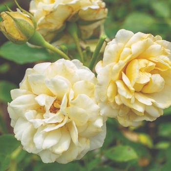Rosa - 'Buttercream Drift®' Rose Rosa - 'Buttercream Drift®' Rose