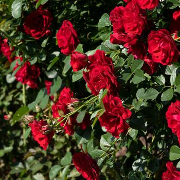 Rosa - 'Cherry Frost™' Climbing Rose