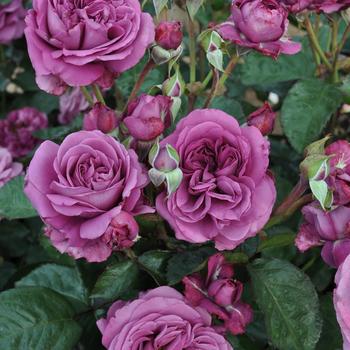 Rosa (Rose) - 'Plum Perfect' Rose