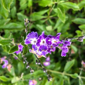 Duranta erecta - 'Sapphire Showers' Duranta