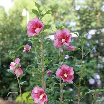 Hibiscus syriacus - Red Pillar&reg; Rose of Sharon