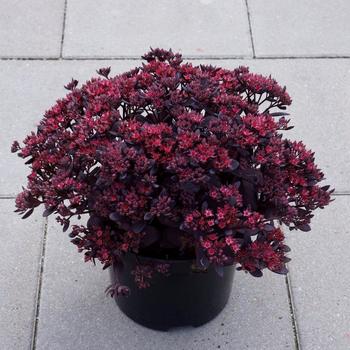 Sedum (Stonecrop) - Sunsparkler® 'Plum Dazzled'