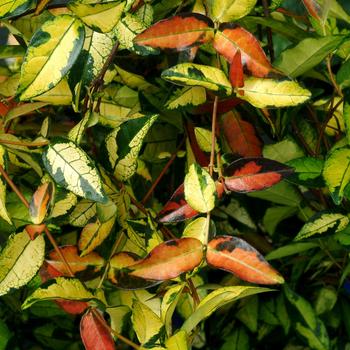 Trachelospermum asiaticum - Tricolor Jasmine