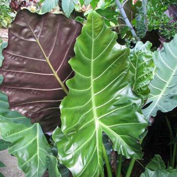 Alocasia (Elephant Ear) - Masquerade&trade; 'Mayan Mask'