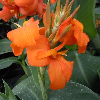 Canna x generalis (Canna Lily) - Cannova® 'Orange Shades'