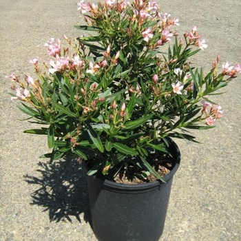 Nerium oleander - Oleander 'Petite Pink'