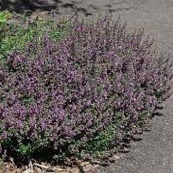 Teucrium aroanium - Creeping Germander