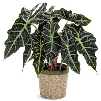 Alocasia amazonica - Mythic&trade; 'Nessie' African Mask Plant