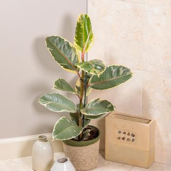 Ficus elastica - Chroma&reg; 'Tineke' Rubber Plant