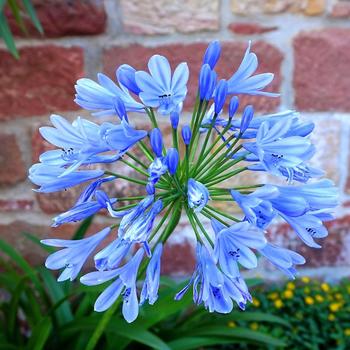 Agapanthus africanus - African Lily