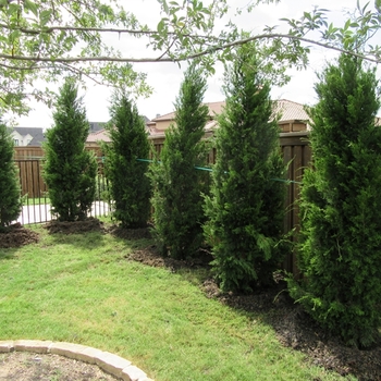 Juniperus virginiana - 'Brodie' Juniper