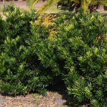 Podocarpus macrophyllus - Pringles Dwarf Japanese Yew