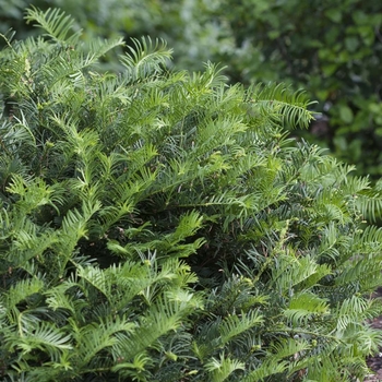 Cephalotaxus harringtonia - Dense Spreading Yew