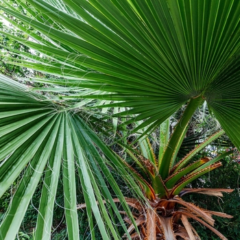 Sabal mexicana - Texas Sabal Palm