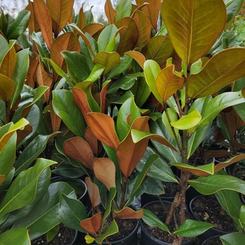 Magnolia grandiflora - Magnolia 'D.D. Blanchard'