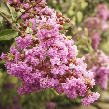 Lagerstroemia indica x fauriei - Crape Myrtle 'Sioux'