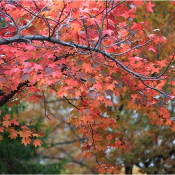 Acer rubrum - Red Maple 'Florida Flame'