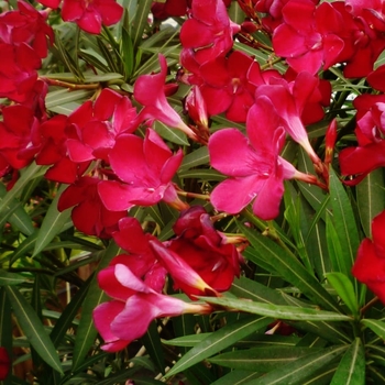 Nerium oleander - Oleander 'Petite Red' 