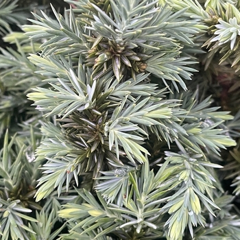 Juniperus conferta - Juniper Silver Mist